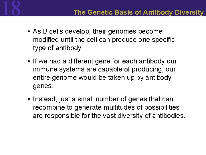 18 The Genetic Basis of Antibody Diversity • As B cells develop, their genomes