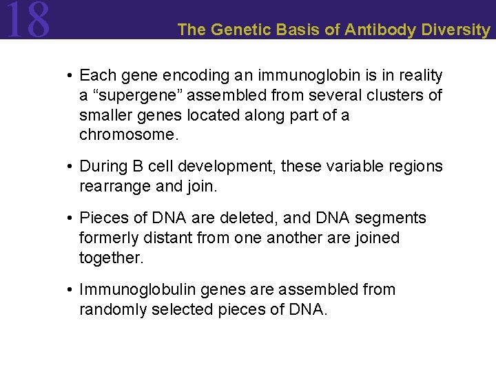 18 The Genetic Basis of Antibody Diversity • Each gene encoding an immunoglobin is