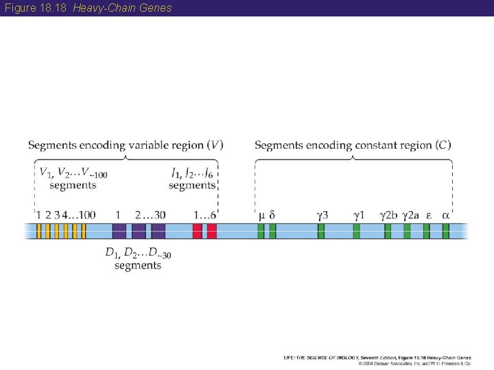 Figure 18. 18 Heavy-Chain Genes 