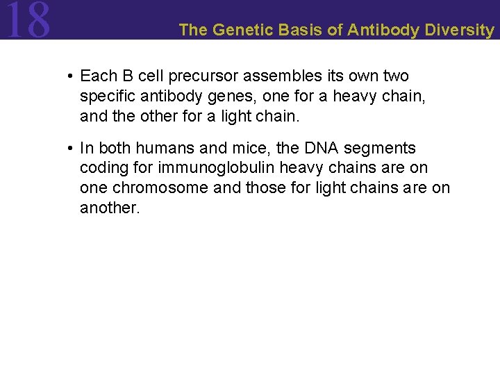 18 The Genetic Basis of Antibody Diversity • Each B cell precursor assembles its