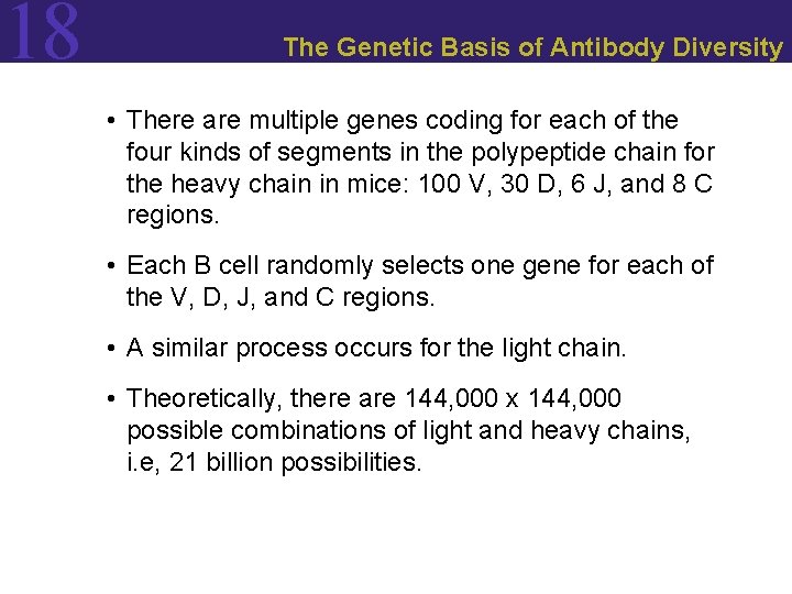 18 The Genetic Basis of Antibody Diversity • There are multiple genes coding for