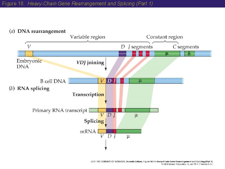 Figure 18. Heavy-Chain Gene Rearrangement and Splicing (Part 1) 