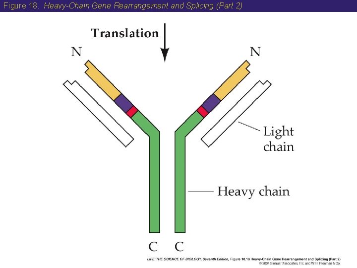 Figure 18. Heavy-Chain Gene Rearrangement and Splicing (Part 2) 