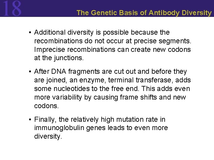 18 The Genetic Basis of Antibody Diversity • Additional diversity is possible because the