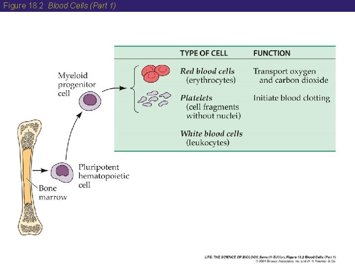 Figure 18. 2 Blood Cells (Part 1) 