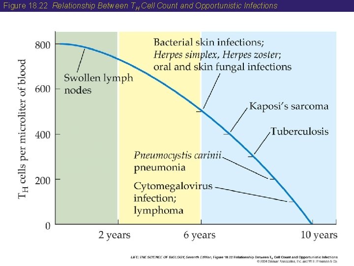 Figure 18. 22 Relationship Between TH Cell Count and Opportunistic Infections 