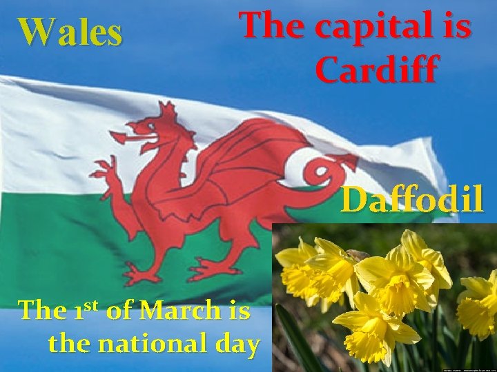 Wales The capital is Cardiff Daffodil The 1 st of March is the national