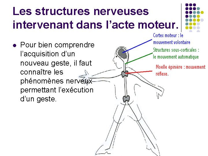 Les structures nerveuses intervenant dans l’acte moteur. l Pour bien comprendre l’acquisition d’un nouveau