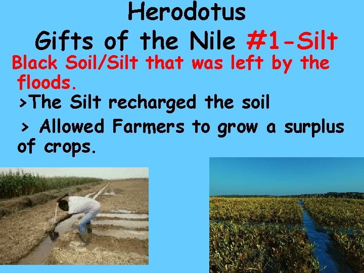 Herodotus Gifts of the Nile #1 -Silt Black Soil/Silt that was left by the Herodotus Gifts of the Nile #1 -Silt Black Soil/Silt that was left by the