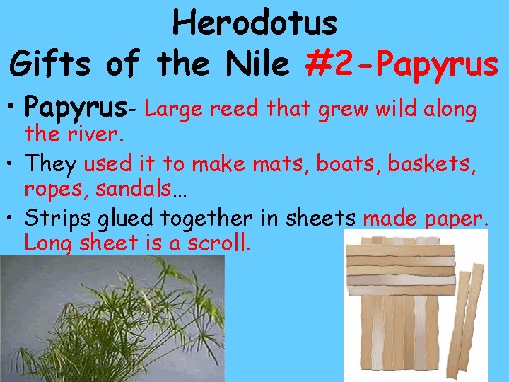 Herodotus Gifts of the Nile #2 -Papyrus • Papyrus- Large reed that grew wild Herodotus Gifts of the Nile #2 -Papyrus • Papyrus- Large reed that grew wild