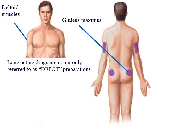 Deltoid muscles Gluteus maximus Long acting drugs are commonly referred to as “DEPOT” preparations