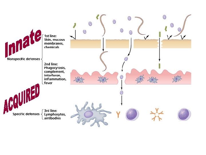 Human Immune Response Part 1 innate immunity Our