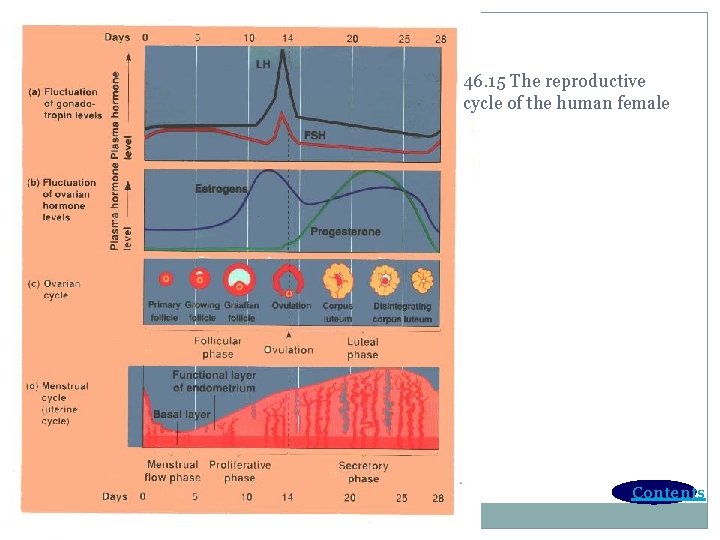 46. 15 The reproductive cycle of the human female Contents 