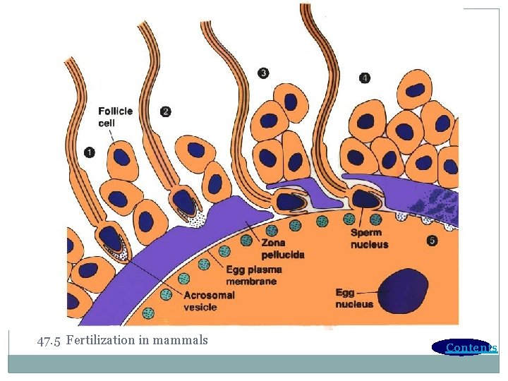 47. 5 Fertilization in mammals Contents 