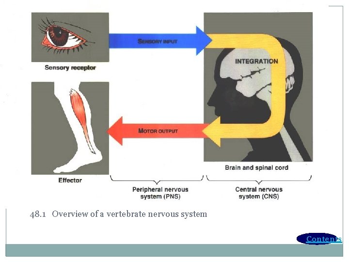 48. 1 Overview of a vertebrate nervous system Contents 