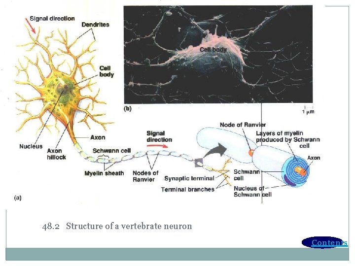 48. 2 Structure of a vertebrate neuron Contents 