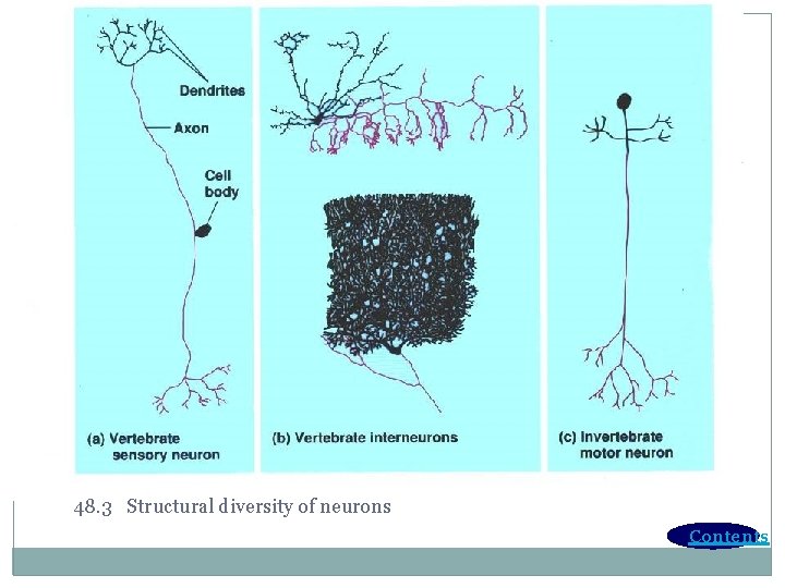 48. 3 Structural diversity of neurons Contents 