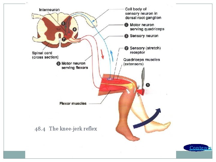 48. 4 The knee-jerk reflex Contents 