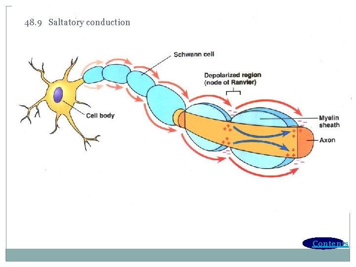 48. 9 Saltatory conduction Contents 48. 9 Saltatory conduction Contents