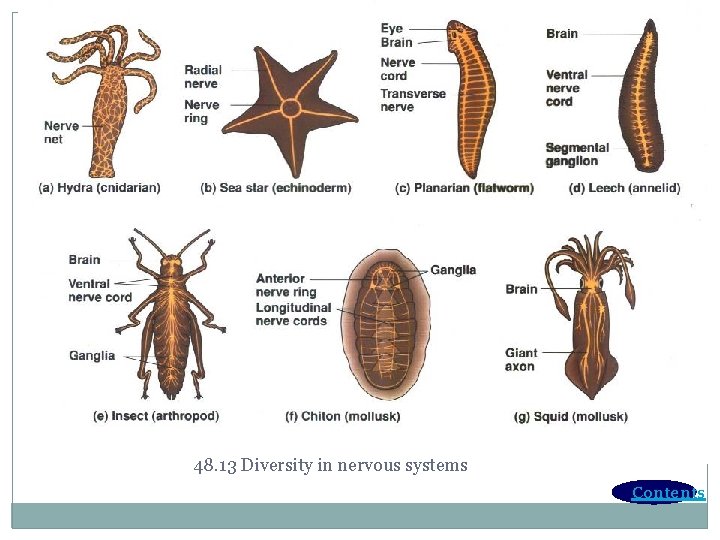 48. 13 Diversity in nervous systems Contents 