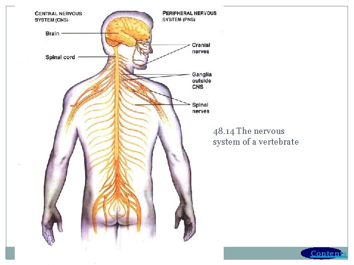 48. 14 The nervous system of a vertebrate Contents 48. 14 The nervous system of a vertebrate Contents