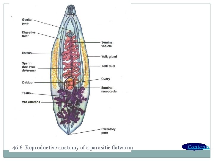 46. 6 Reproductive anatomy of a parasitic flatworm Contents 