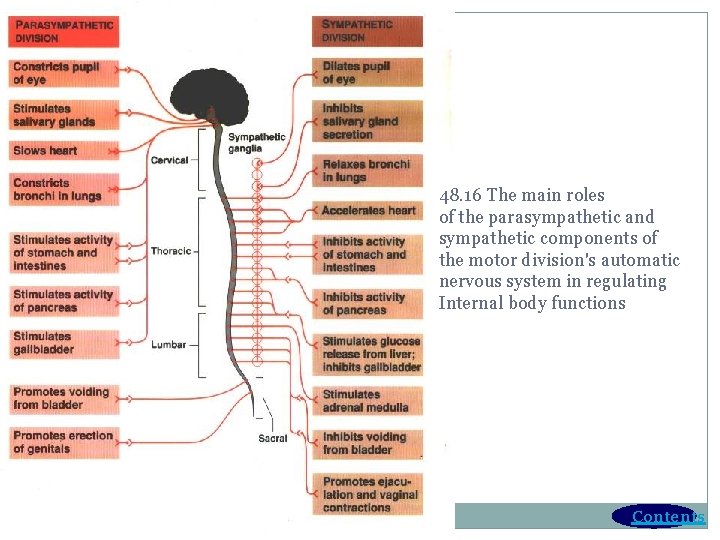 48. 16 The main roles of the parasympathetic and sympathetic components of the motor