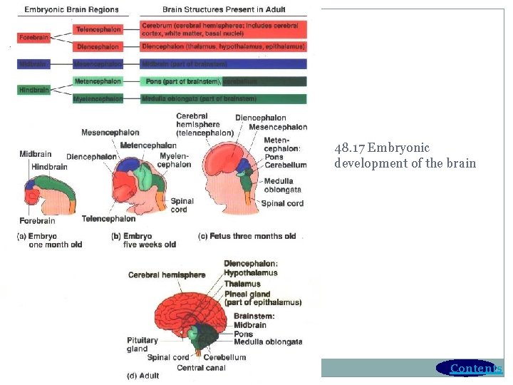 48. 17 Embryonic development of the brain Contents 