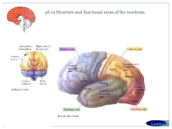 48. 19 Structure and functional areas of the cerebrum Contents 