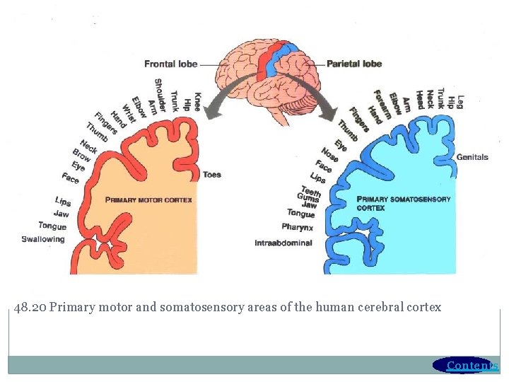 48. 20 Primary motor and somatosensory areas of the human cerebral cortex Contents 