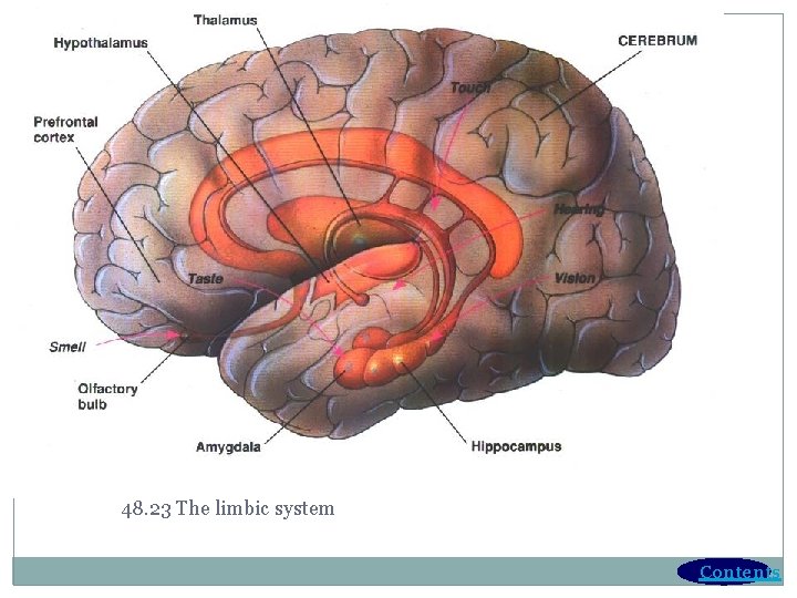 48. 23 The limbic system Contents 