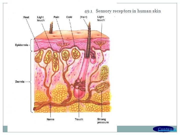 49. 1 Sensory receptors in human skin Contents 