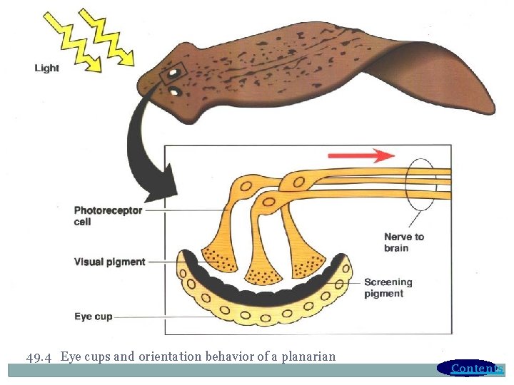 49. 4 Eye cups and orientation behavior of a planarian Contents 