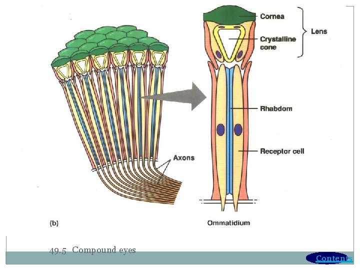 49. 5 Compound eyes Contents 