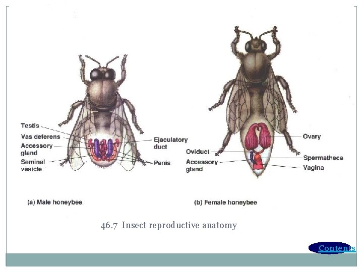 46. 7 Insect reproductive anatomy Contents 