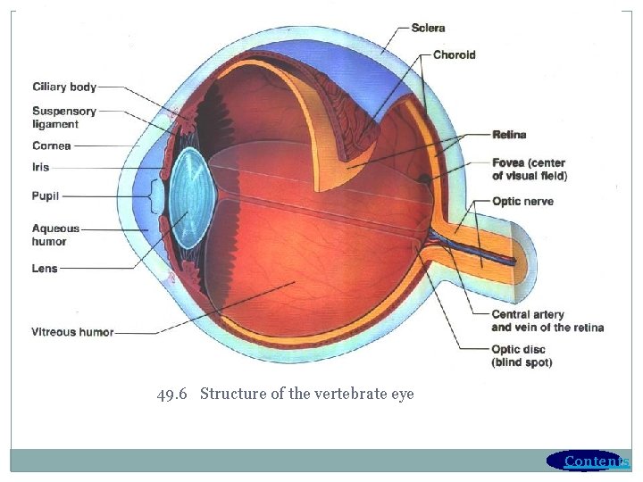 49. 6 Structure of the vertebrate eye Contents 