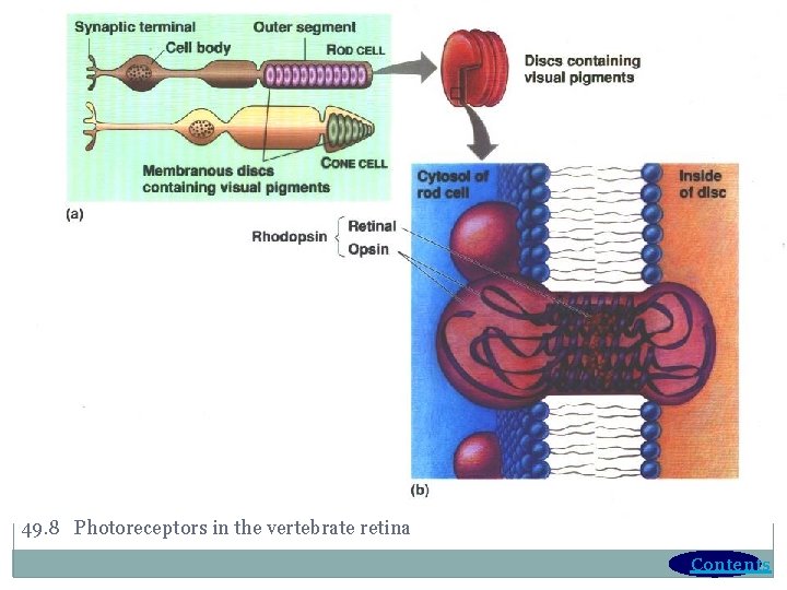49. 8 Photoreceptors in the vertebrate retina Contents 49. 8 Photoreceptors in the vertebrate retina Contents
