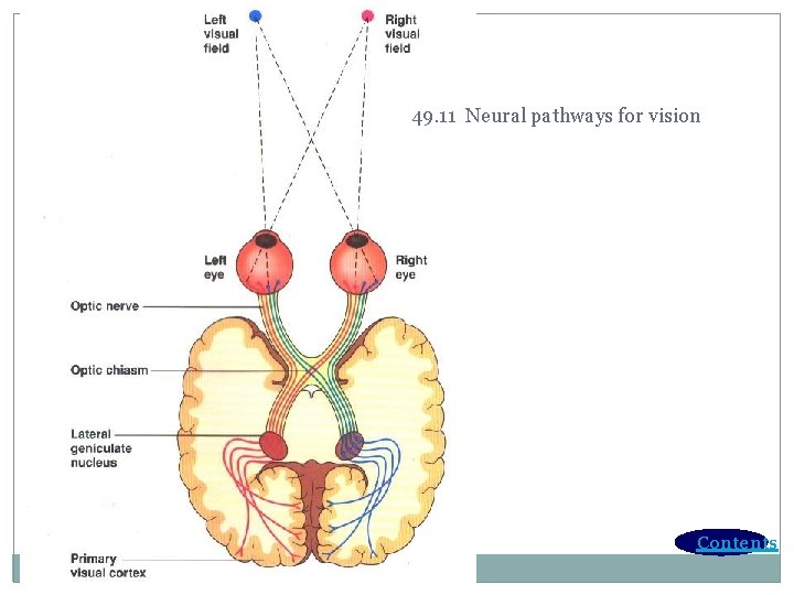 49. 11 Neural pathways for vision Contents 