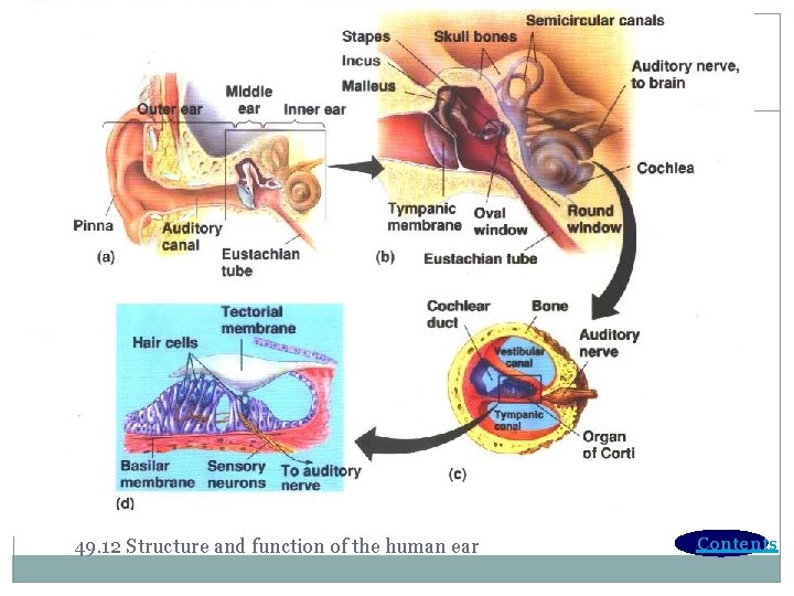 49. 12 Structure and function of the human ear Contents 