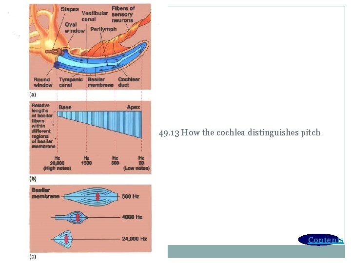 49. 13 How the cochlea distinguishes pitch Contents 