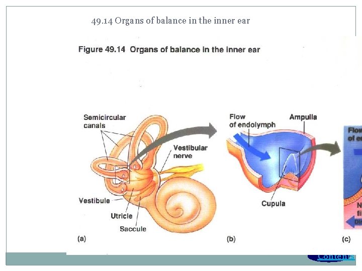 49. 14 Organs of balance in the inner ear Contents 