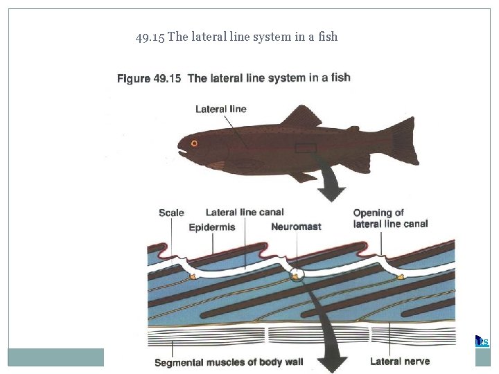 49. 15 The lateral line system in a fish Contents 
