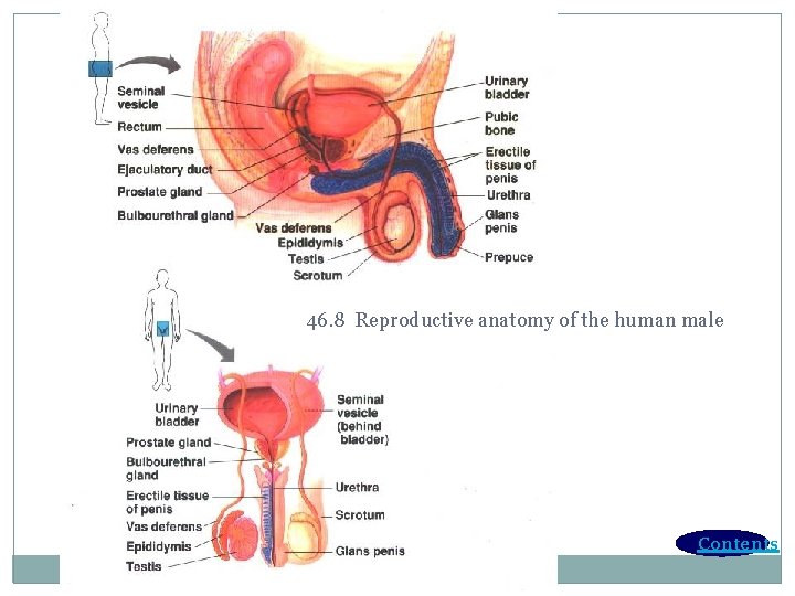 46. 8 Reproductive anatomy of the human male Contents 