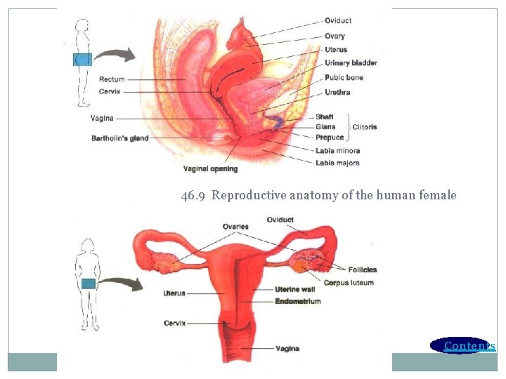 46. 9 Reproductive anatomy of the human female Contents 