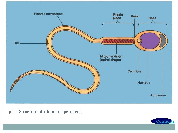 46. 11 Structure of a human sperm cell Contents 46. 11 Structure of a human sperm cell Contents