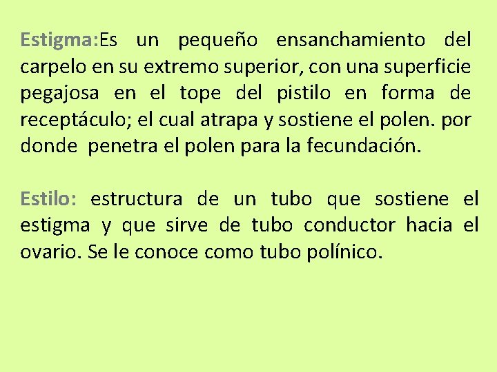 Estigma: Es un pequeño ensanchamiento del carpelo en su extremo superior, con una superficie