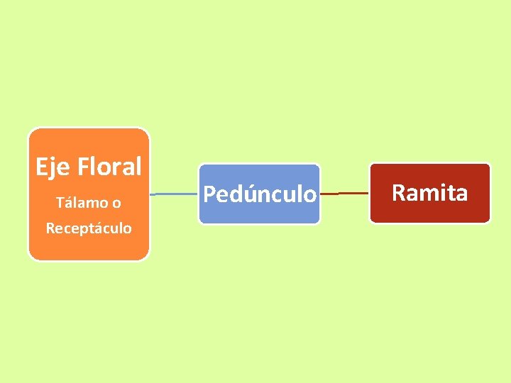 Eje Floral Tálamo o Receptáculo Pedúnculo Ramita 