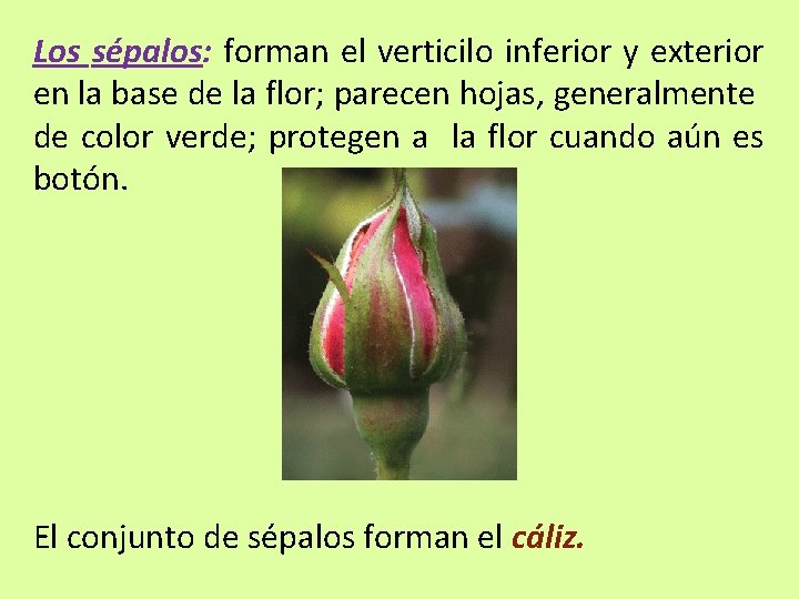 Los sépalos: forman el verticilo inferior y exterior en la base de la flor;