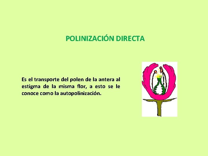 POLINIZACIÓN DIRECTA Es el transporte del polen de la antera al estigma de la