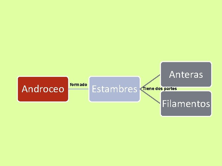 Anteras Androceo formado Estambres Tiene dos partes Filamentos 